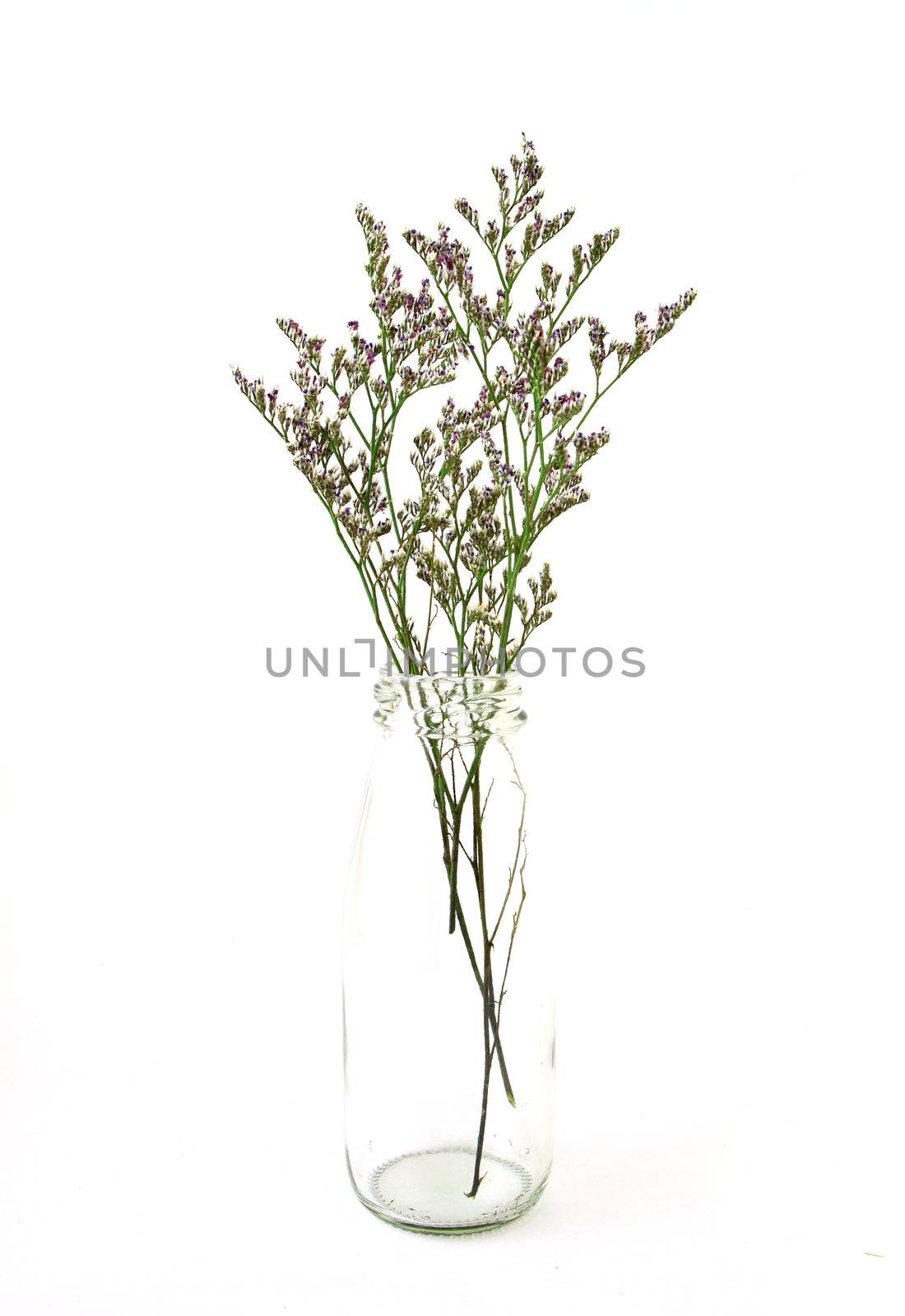 flower in a bottle on white background