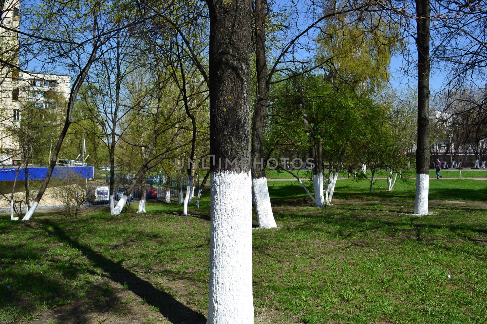 work in a garden - whitewashing of trees