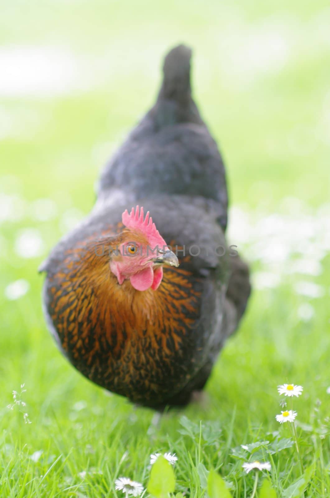 Hen outside in the meadow in spring time