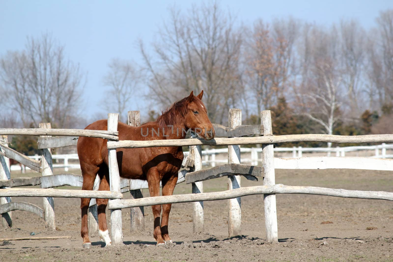 brown horse standing in corral