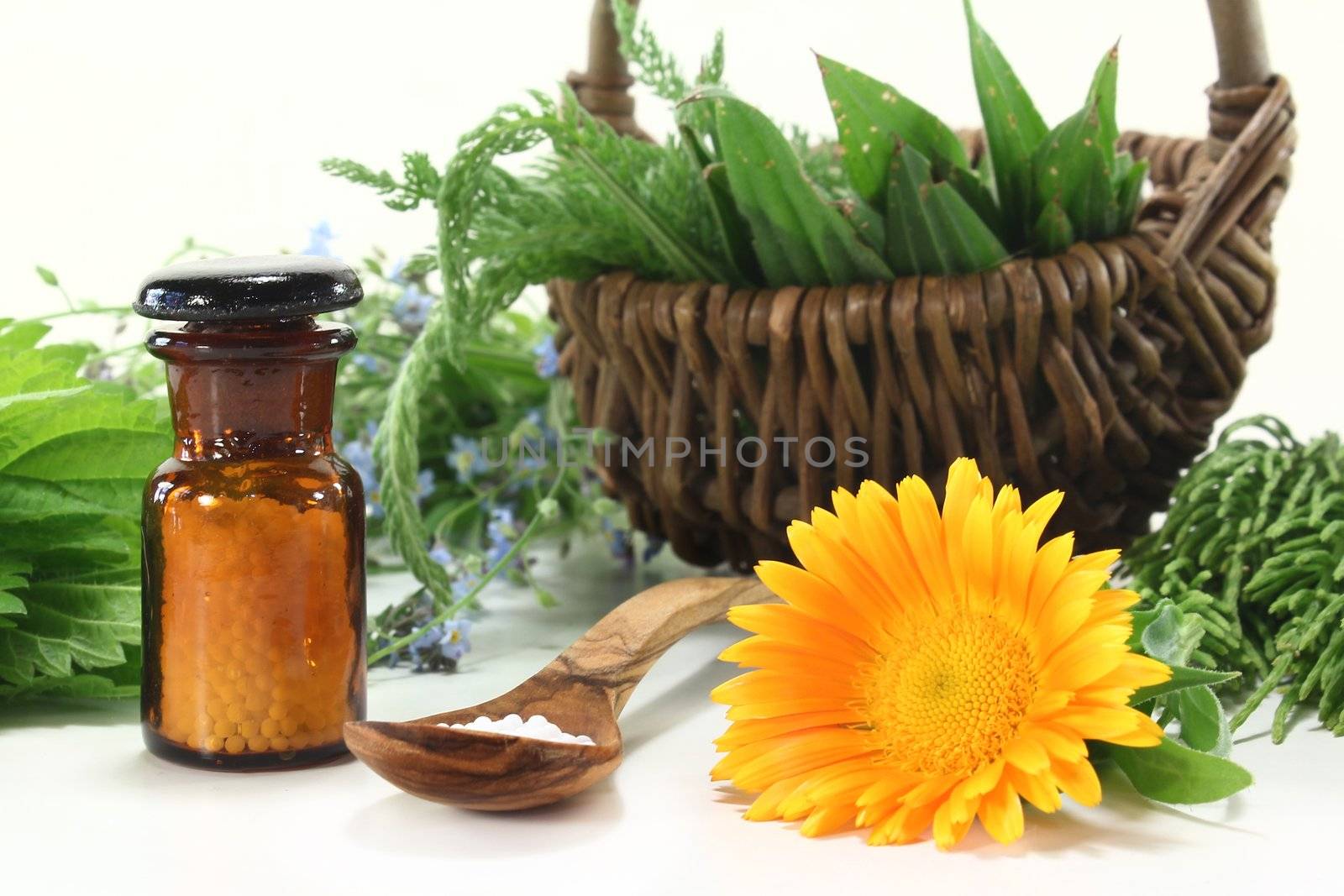 fresh medicinal herbs and globules on a light background