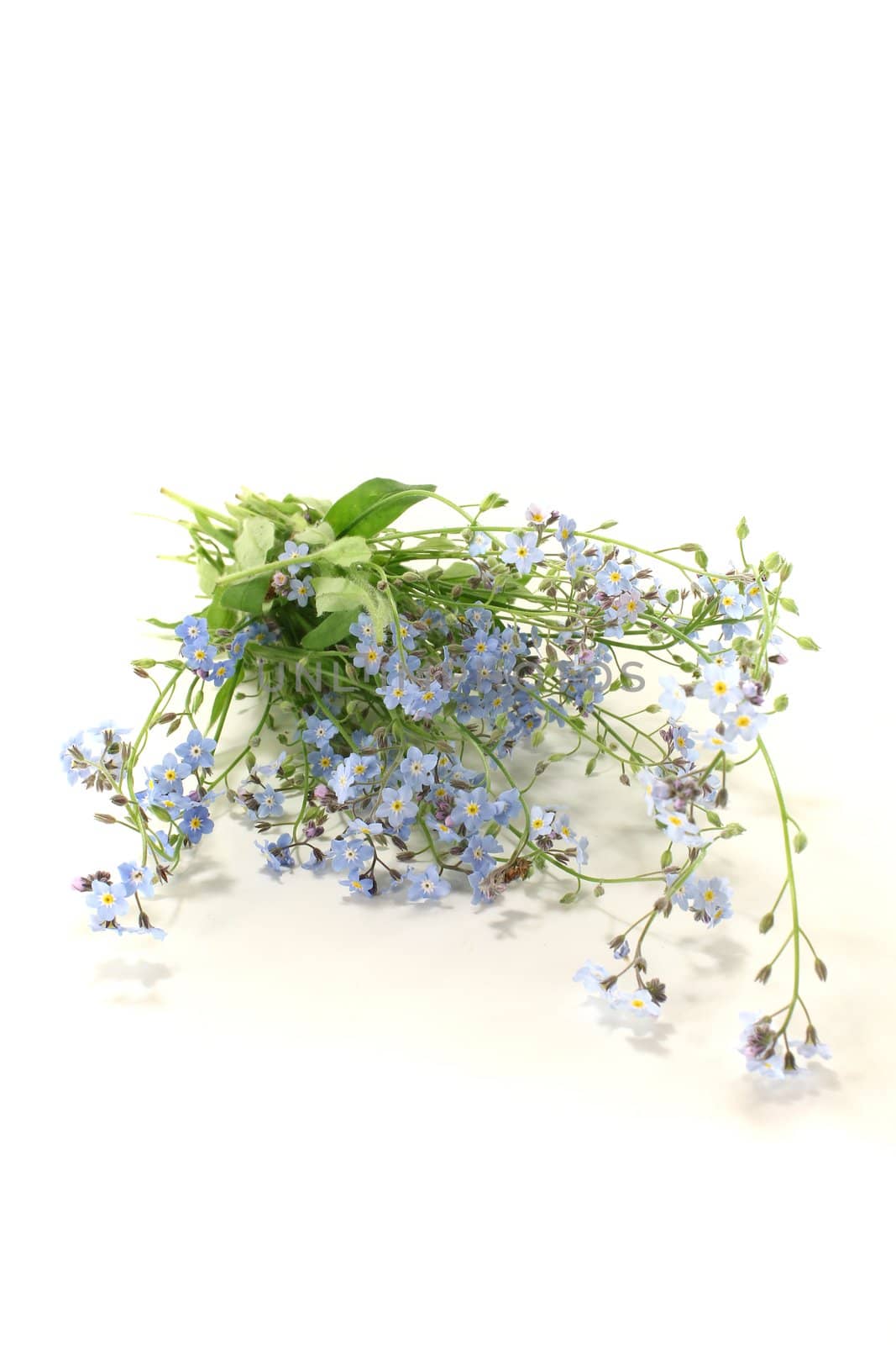 fresh blue speedwell with flowers and leaves on a bright background