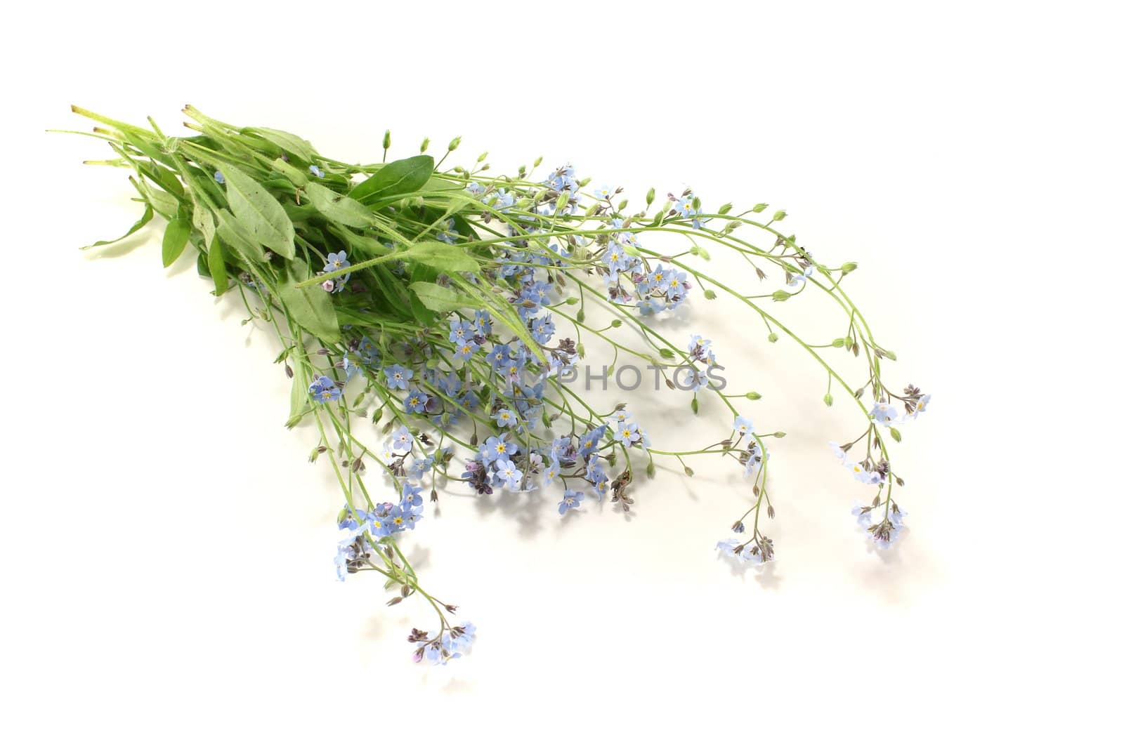 fresh speedwell with flowers and leaves on a bright background