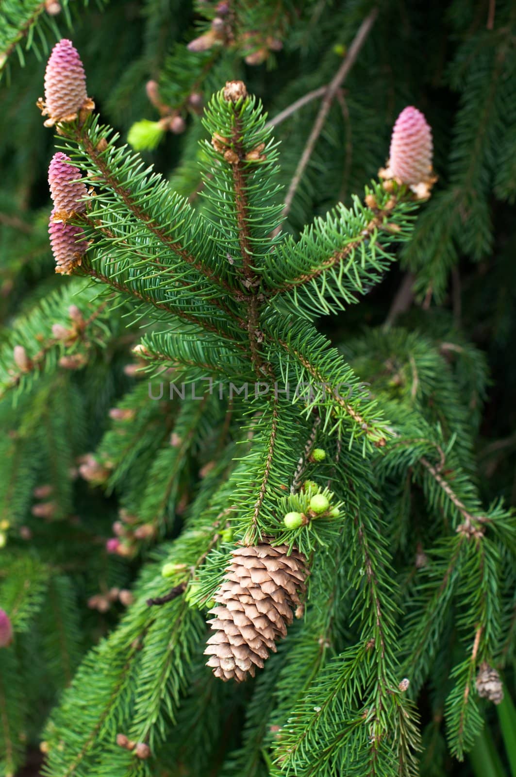 flowering fir branch with fresh blossoms and old fir cone