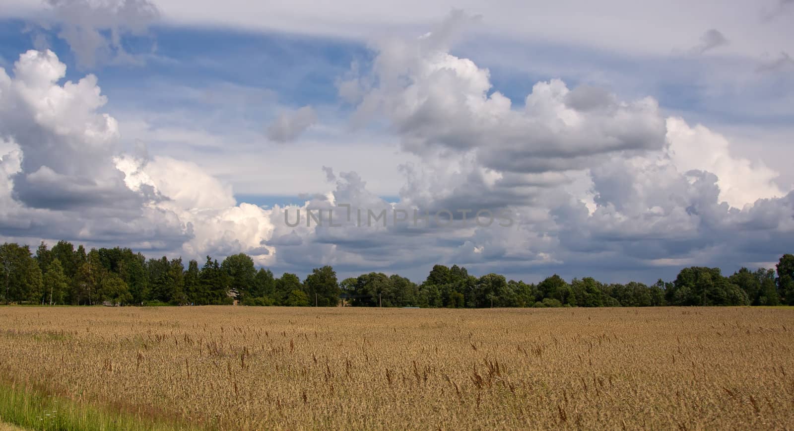 summer land sky horizon