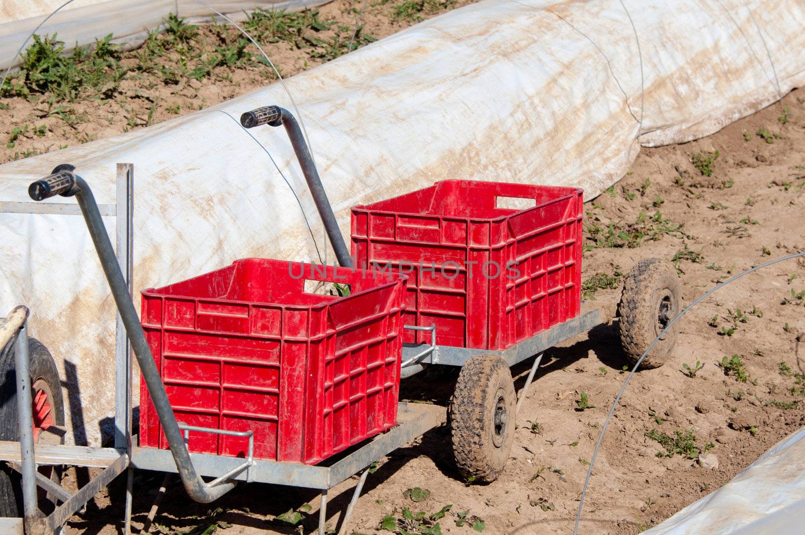 Asparagus field with irrigation pipes and trolleys in springtime