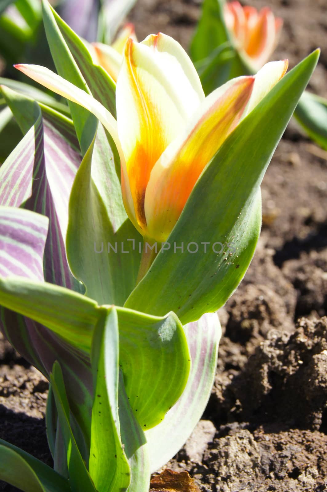 Bright tulips in a city park