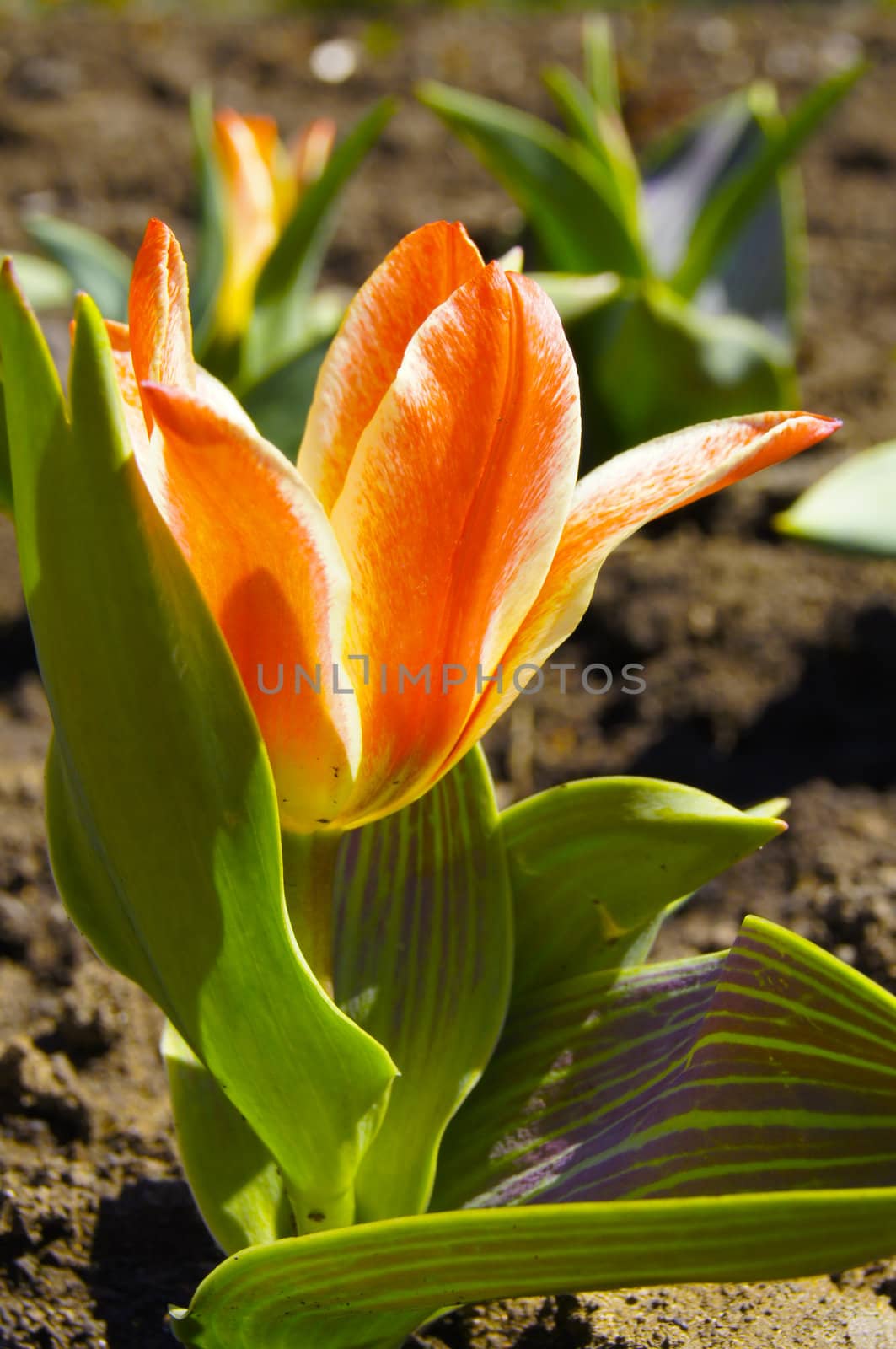 Bright tulips in a city park