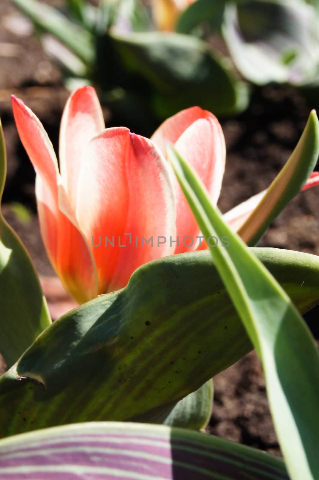 Bright tulips in a city park