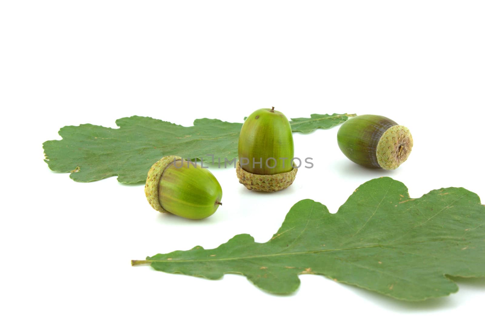 Acorns and leaves of oak by sergpet
