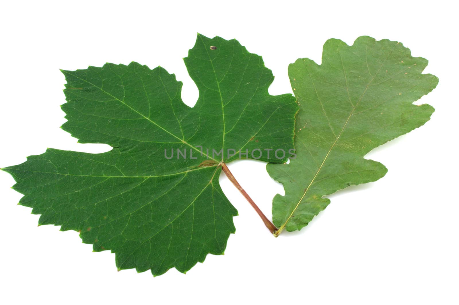 Green leaves of oak and vine