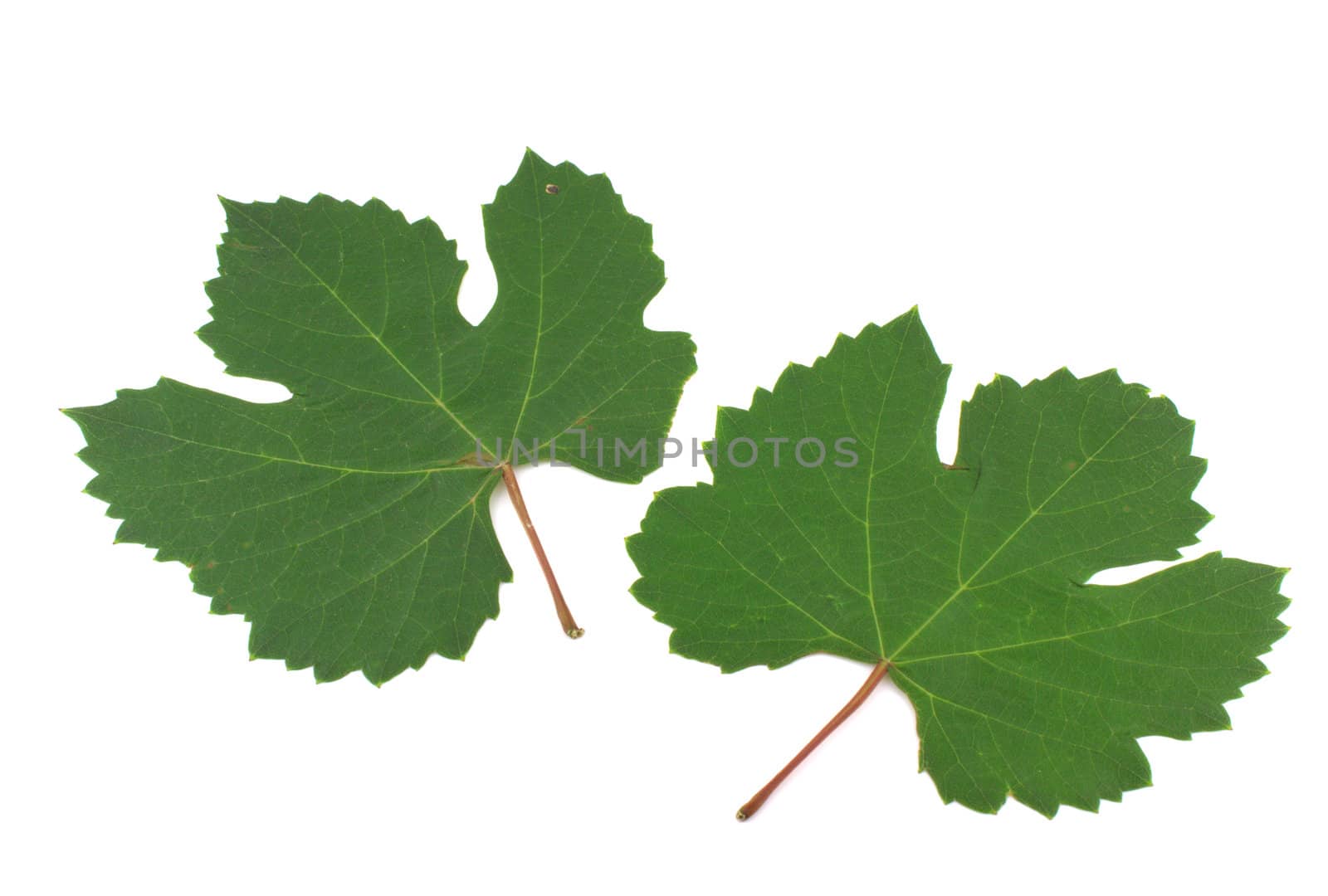 Two green leaves of vine over white