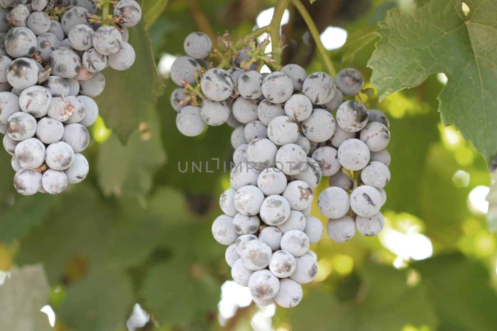 Bunches of grapes. Shallow DOF.