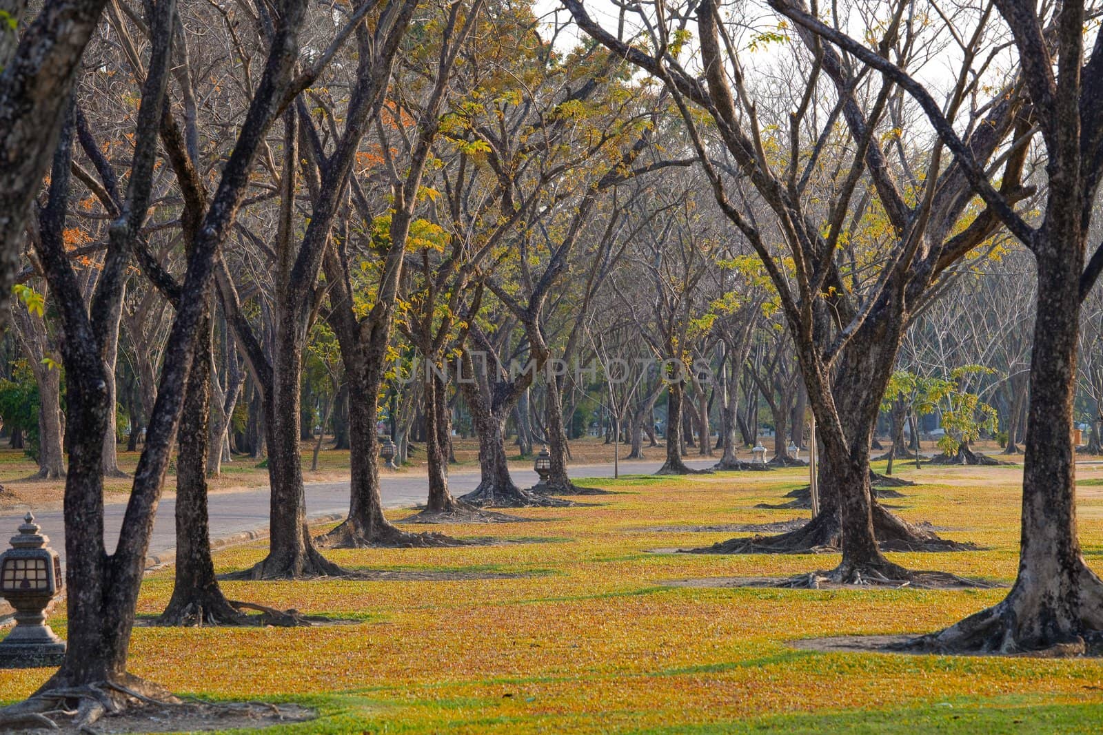 Beautiful autumn wayside trees