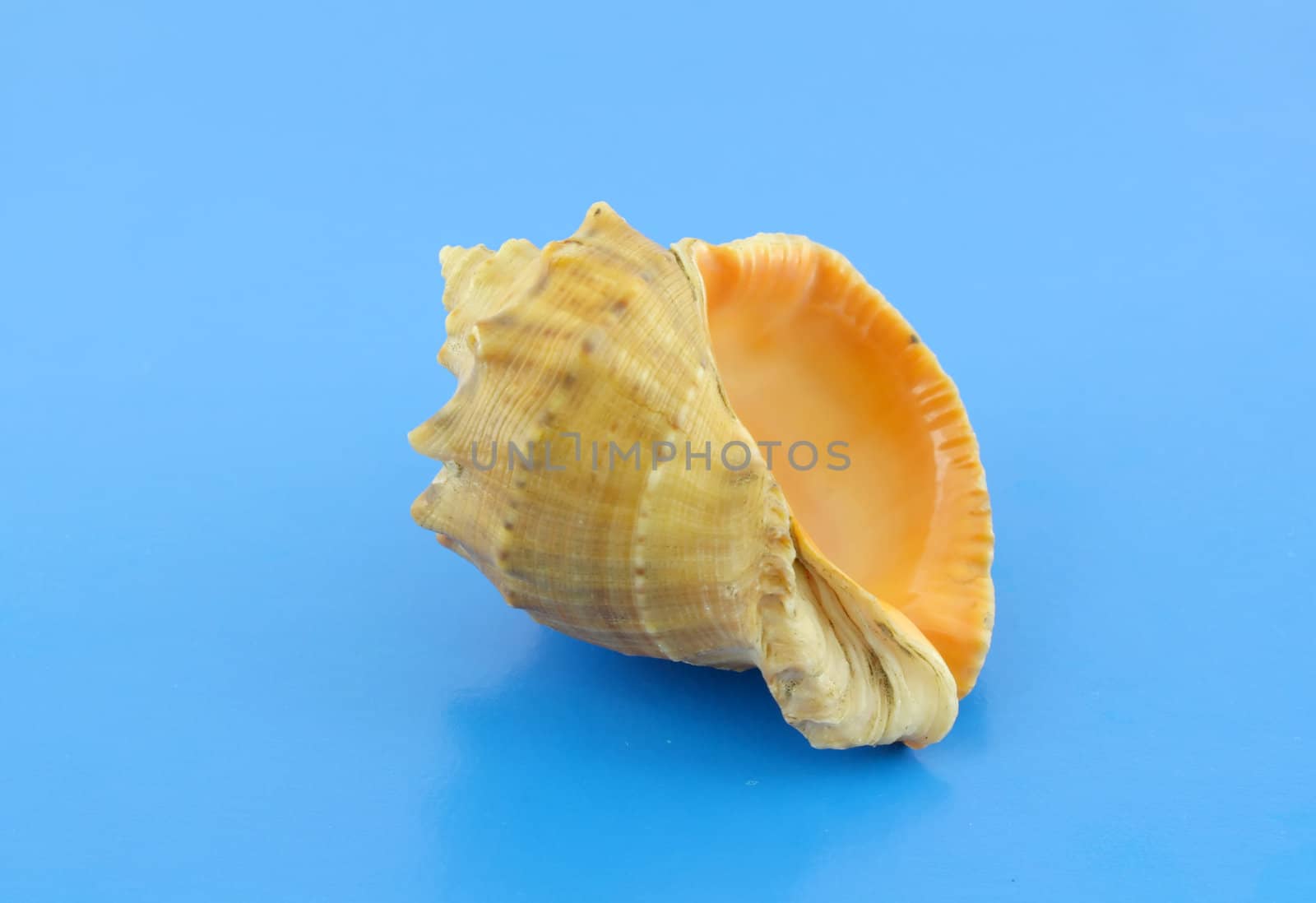Big sea shell by sergpet