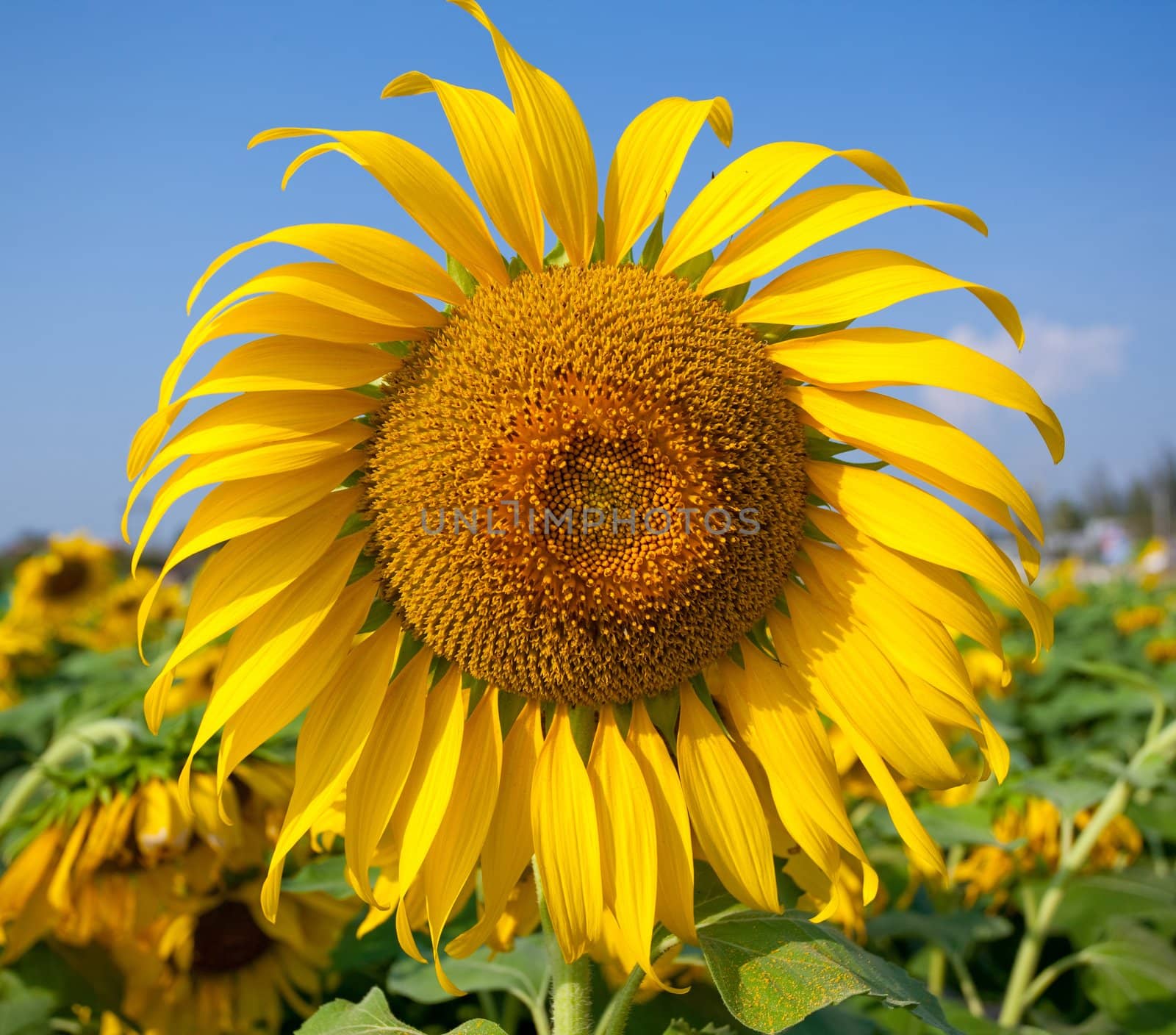 Sun flower with blue sky