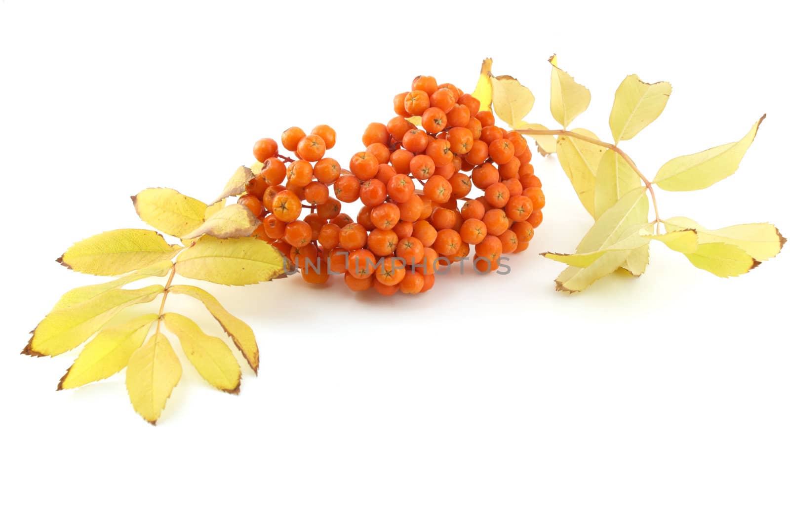 Ripe rowan berry with color leafs by sergpet