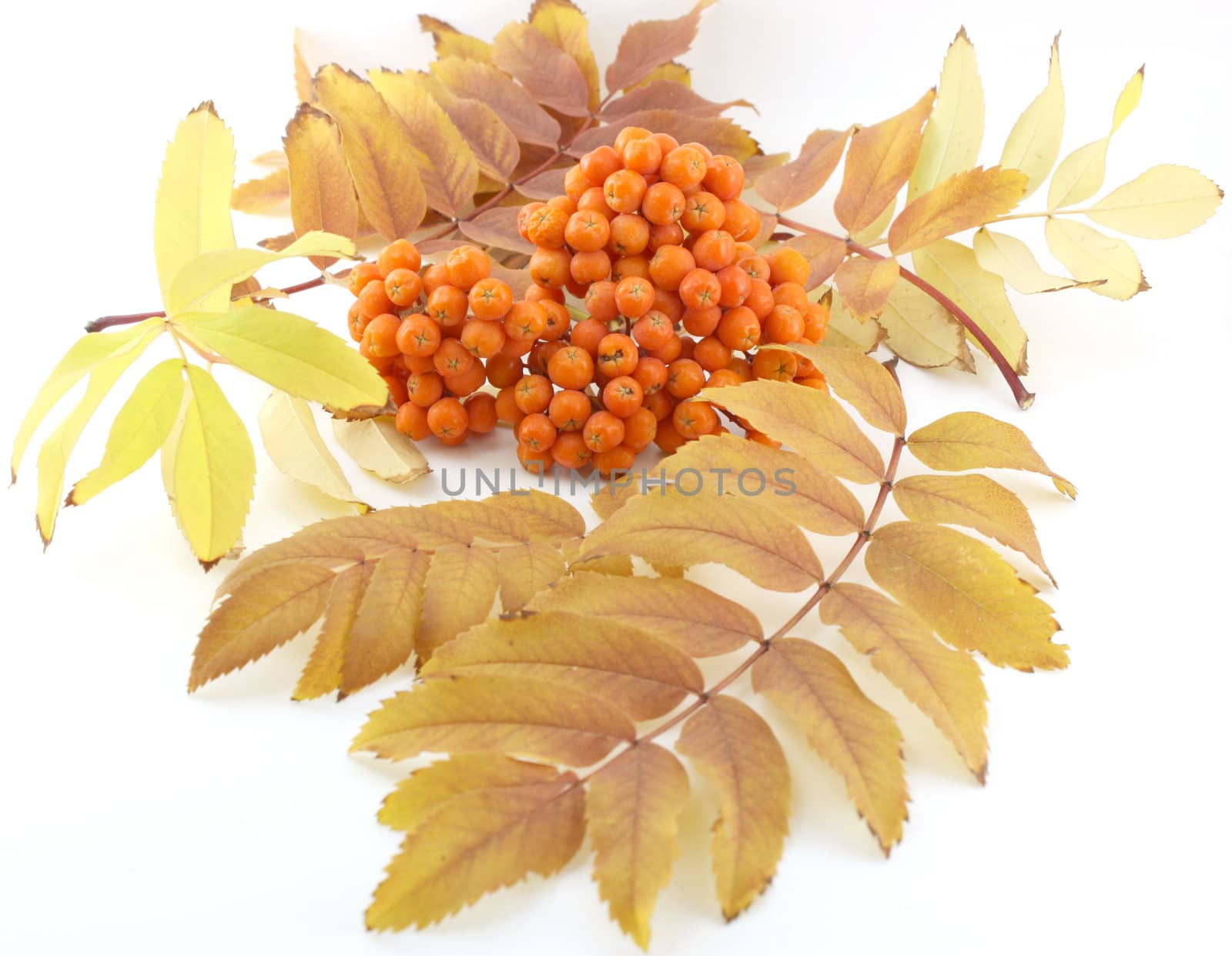 Ripe rowan berry with color leafs over white