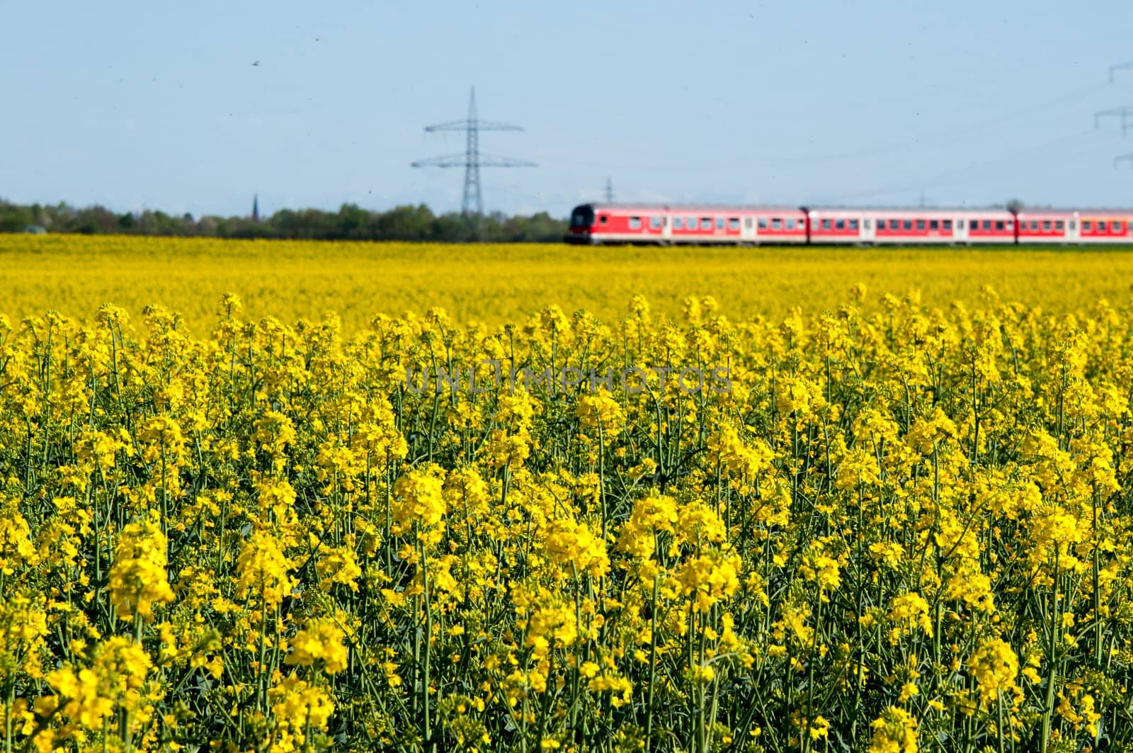 Canola field in a bright sunny spring day with a red train passing in the background