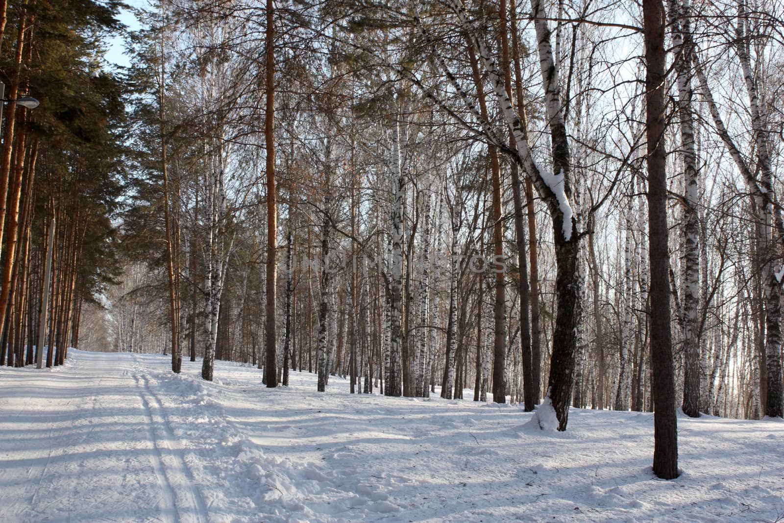 Winter birch wood