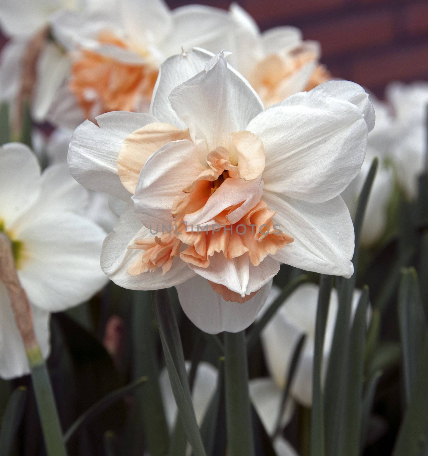 double narcissus by compuinfoto