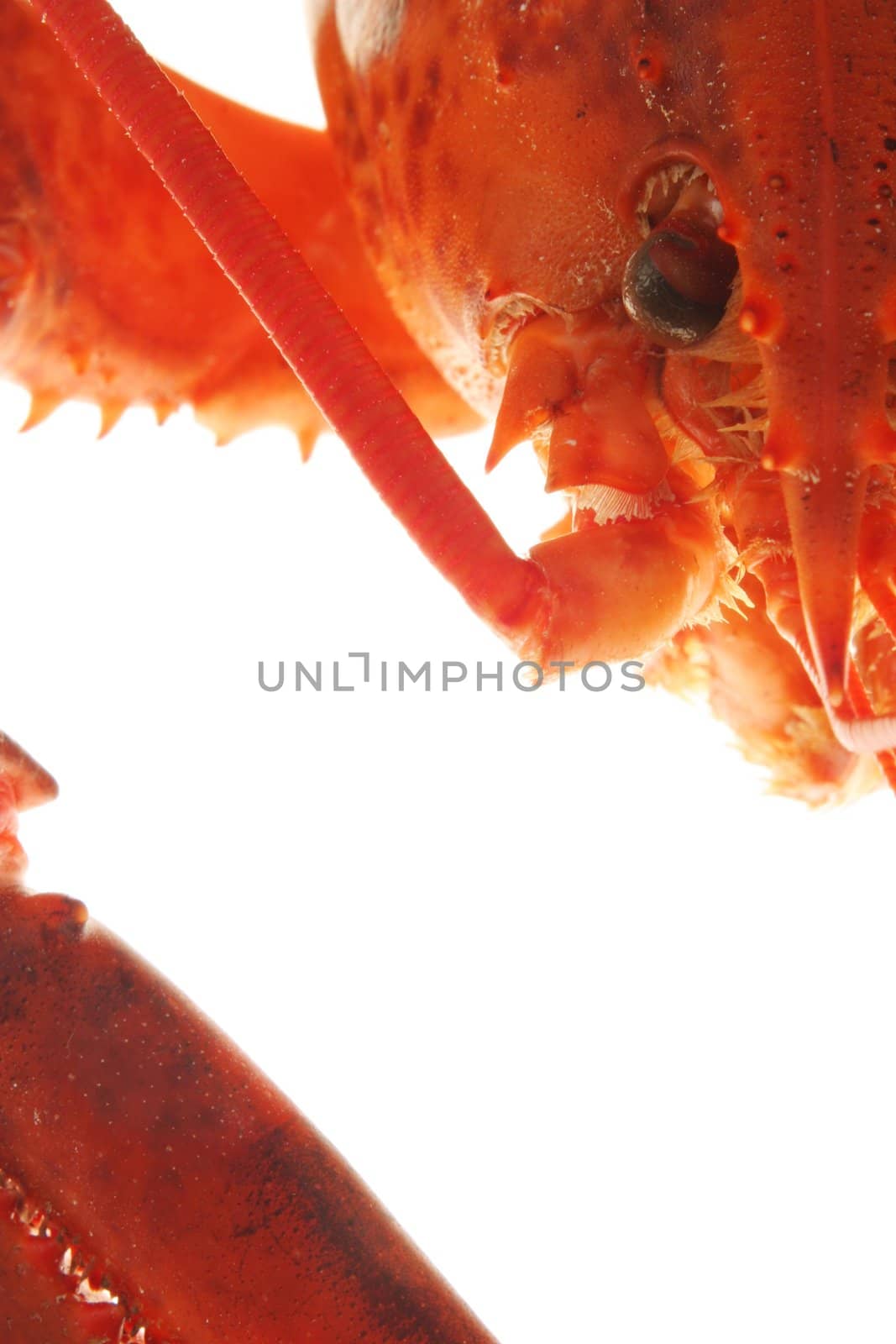 A large red lobster over white background