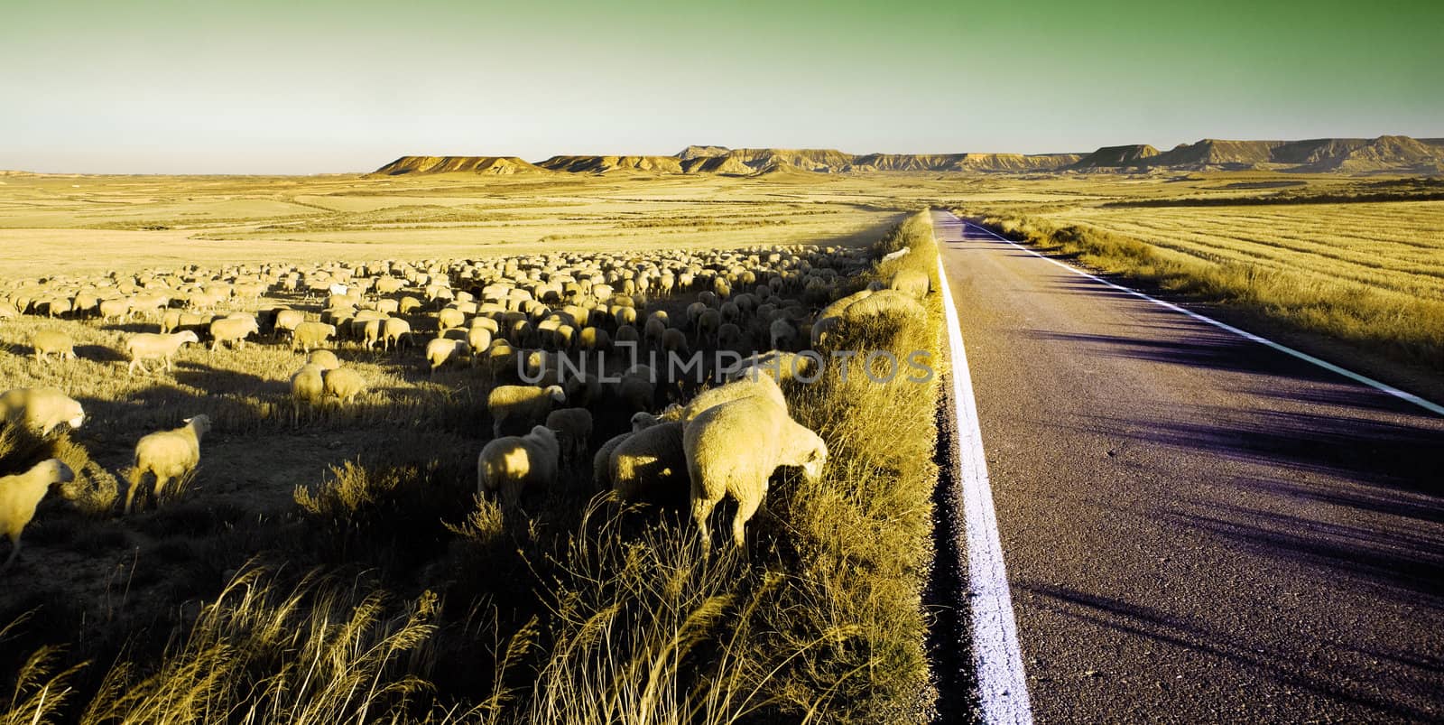 Rural landscape with flock of sheep in the desert
