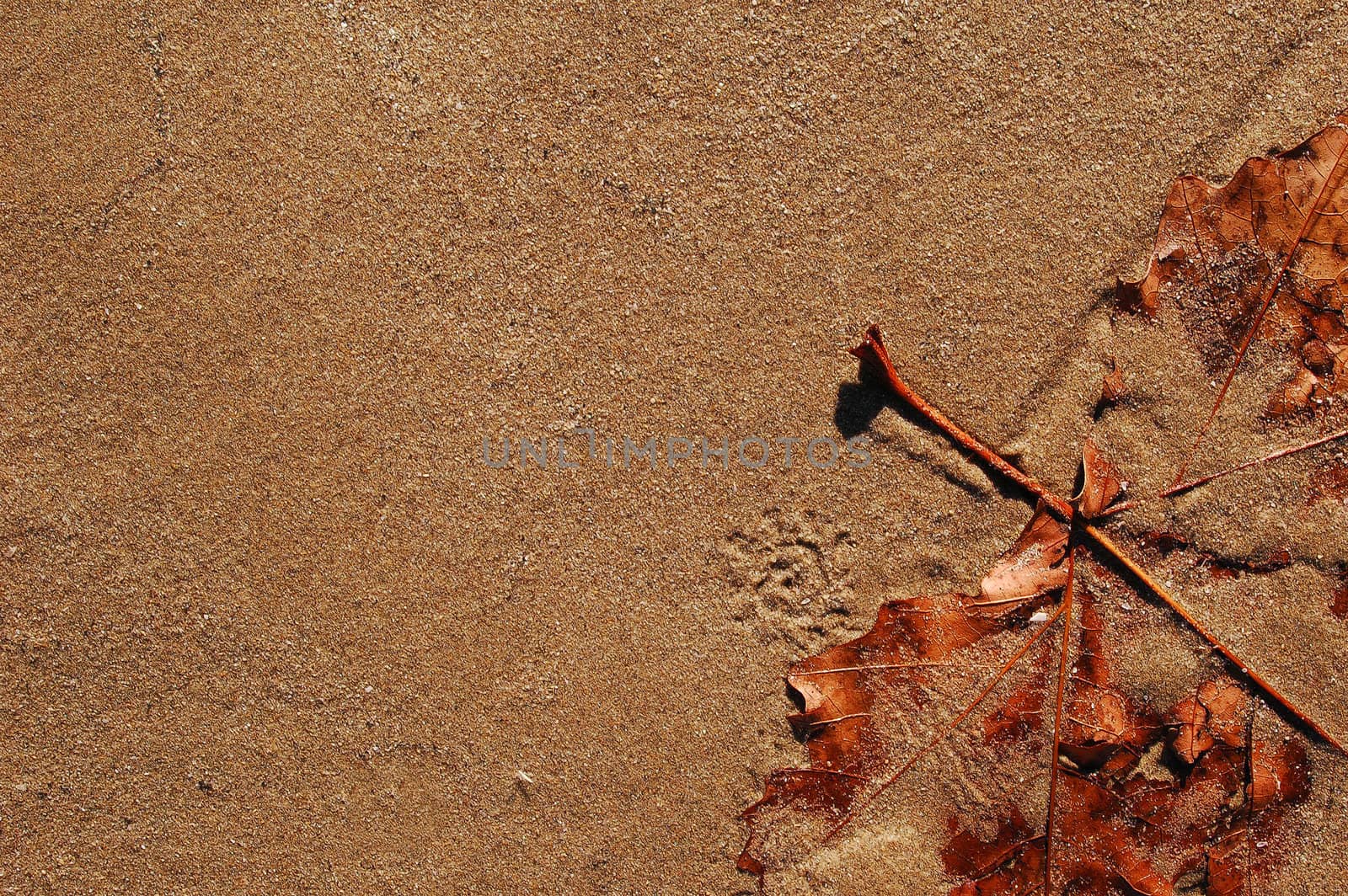 Still life leave and sand