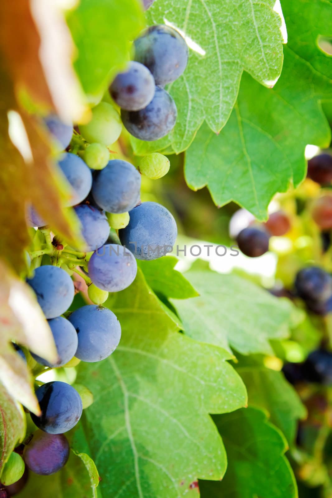 Close up image of bunch of grapes