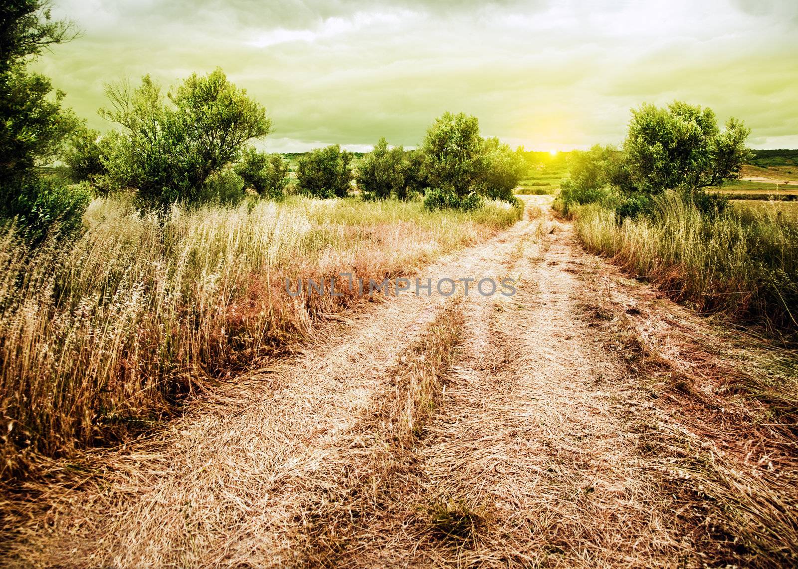 Sunset rural landscape with road and wheat field