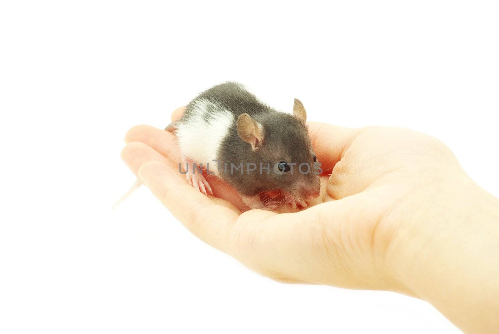 funny rat in hands  isolated on white background