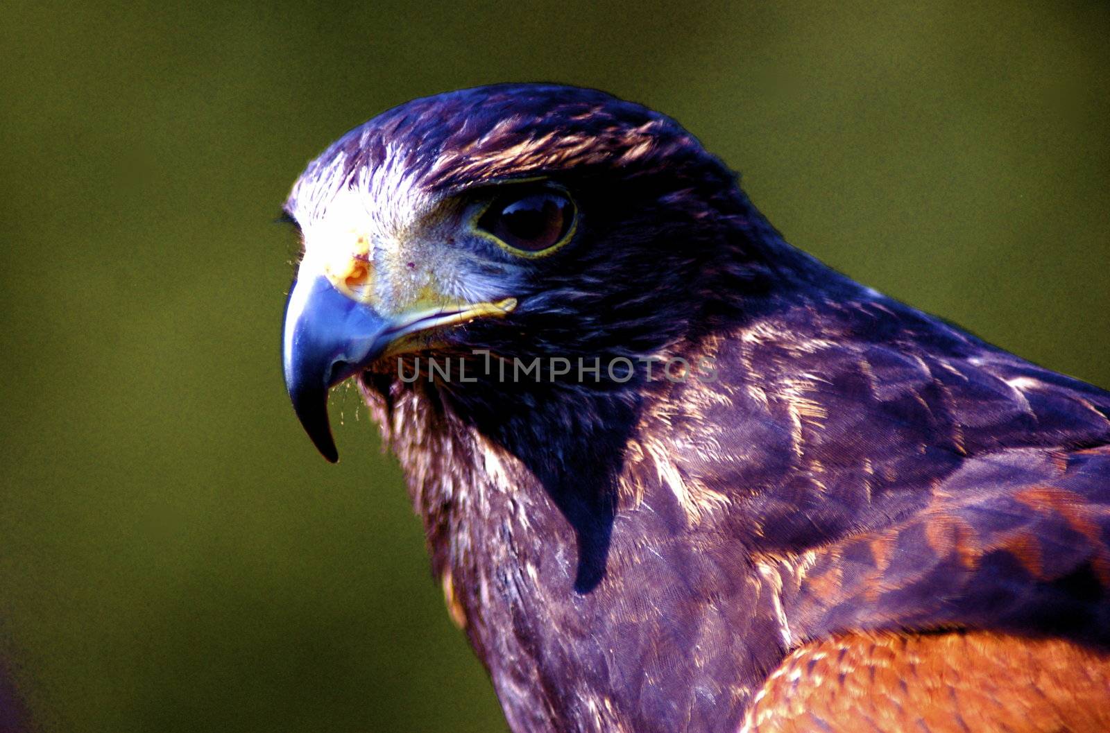Head and shoulders shot of a Harris Hawk, clearly showing it's beak and eye with copy space.