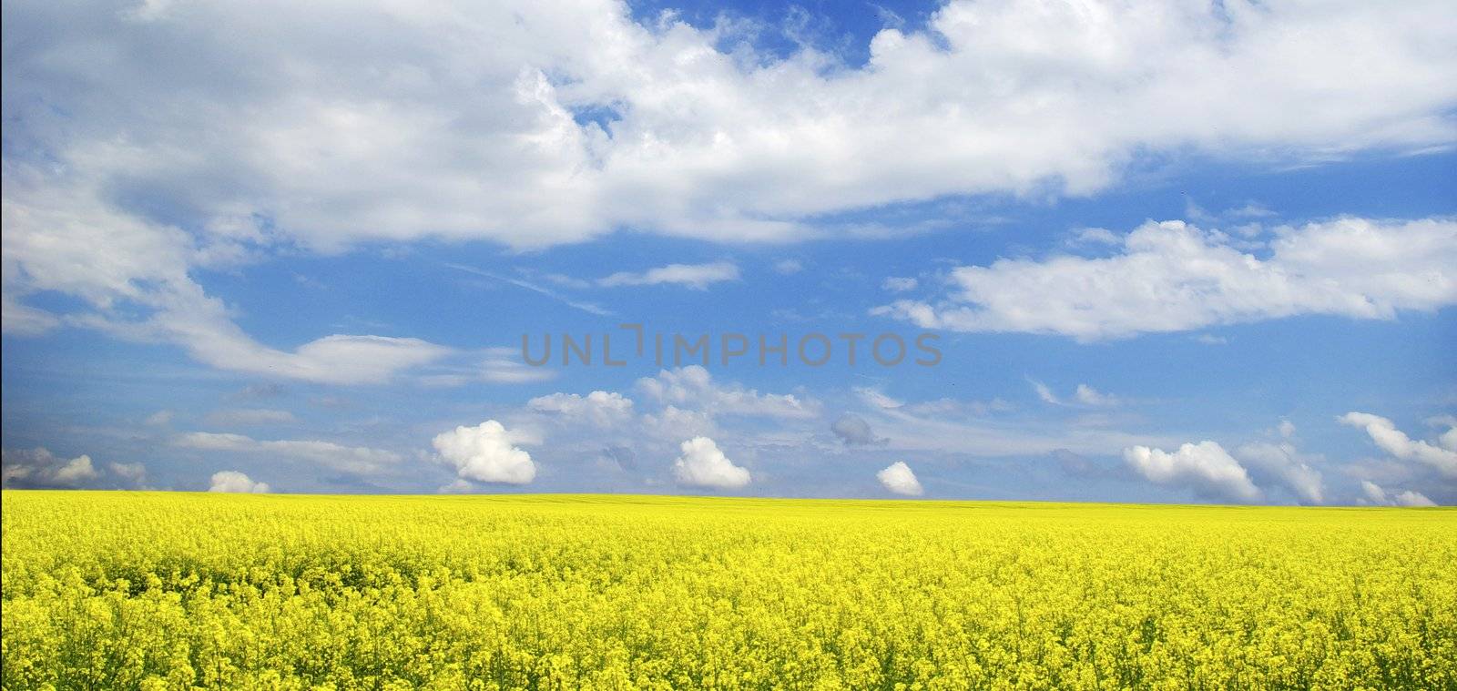  Rape field and clouds in sky