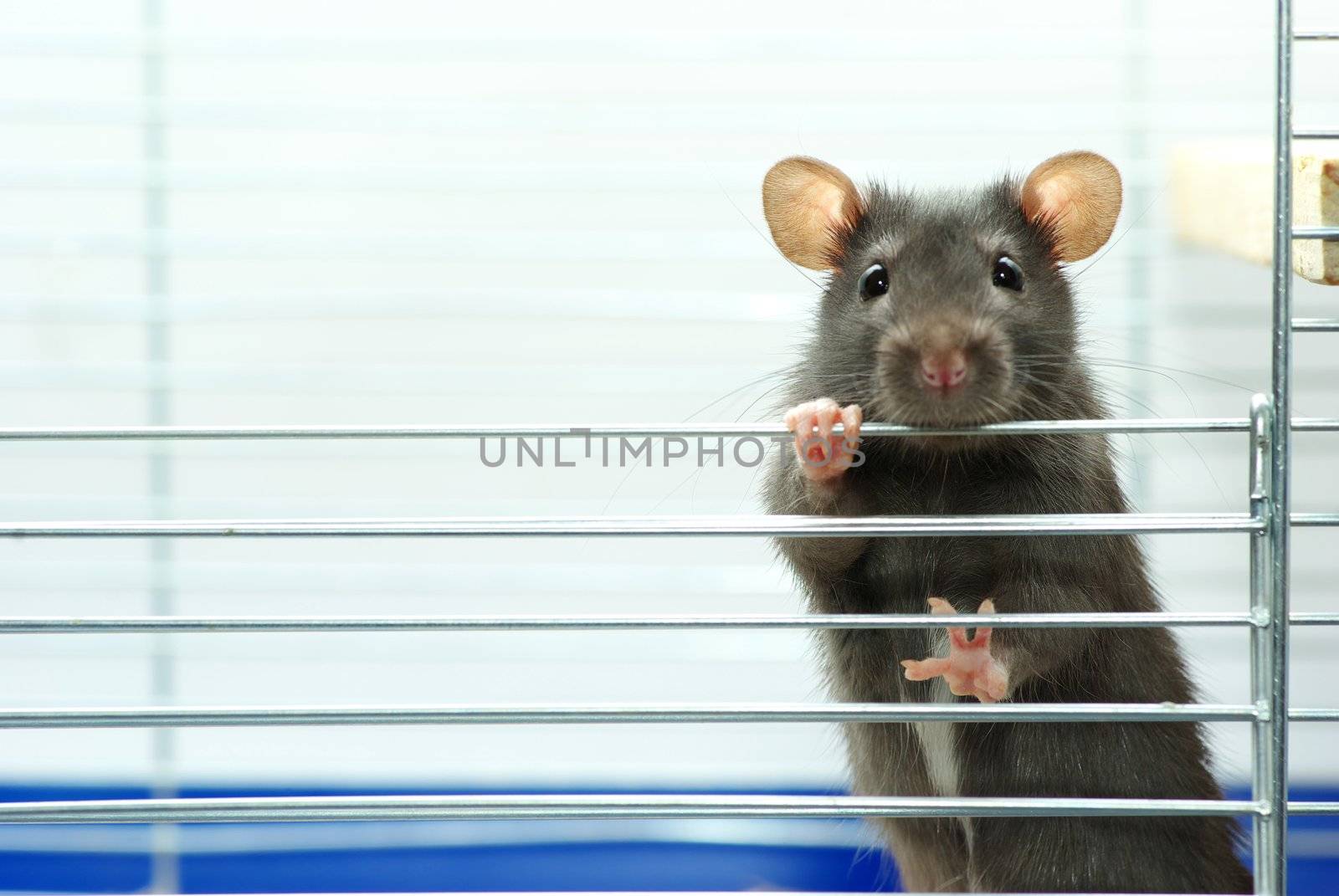 funny black rat sits in cage