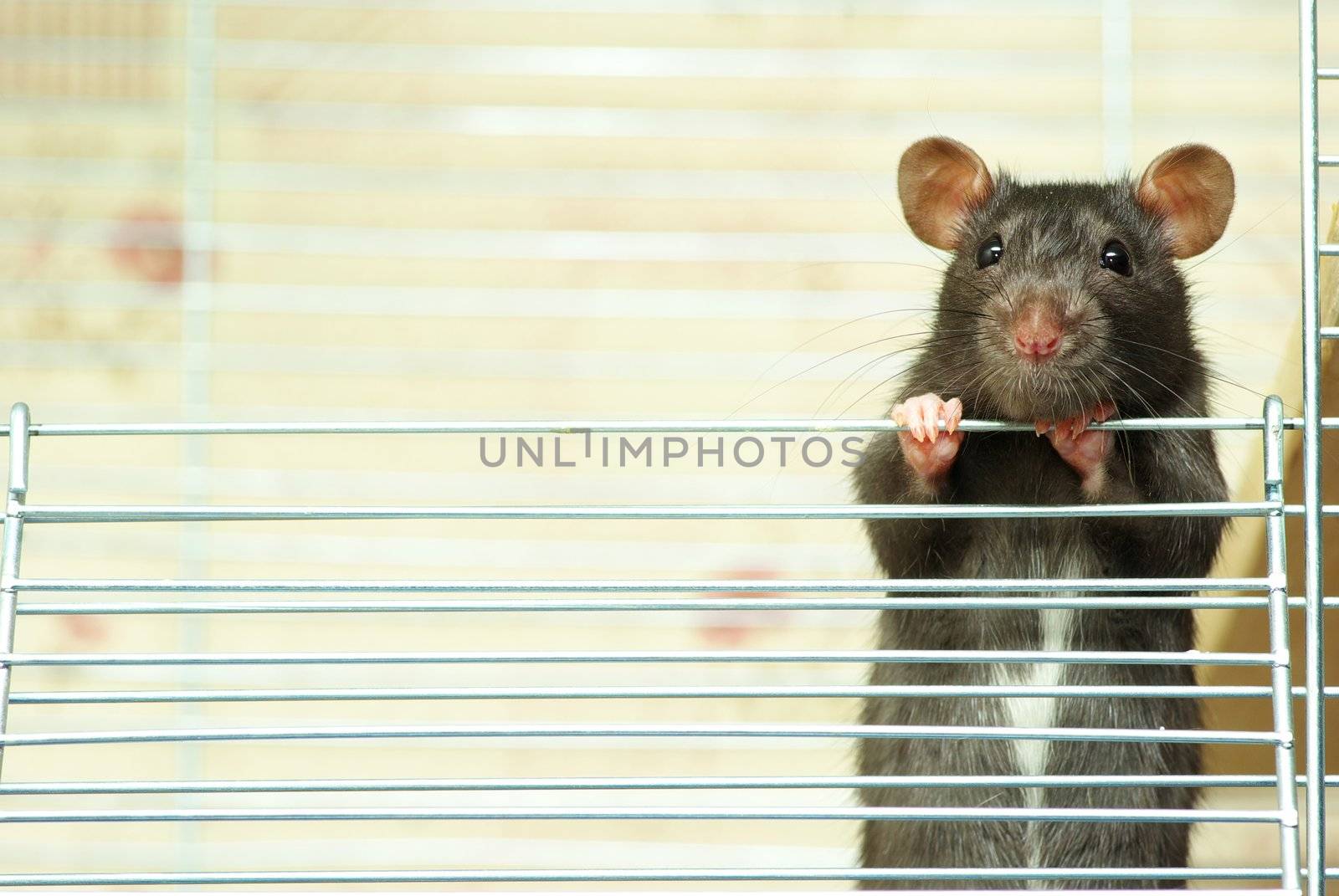 funny black rat sits in cage