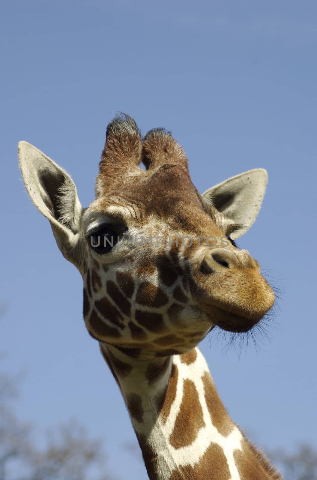 Close up shot of a giraffe's head, face and neck against a blue sky with copy space.