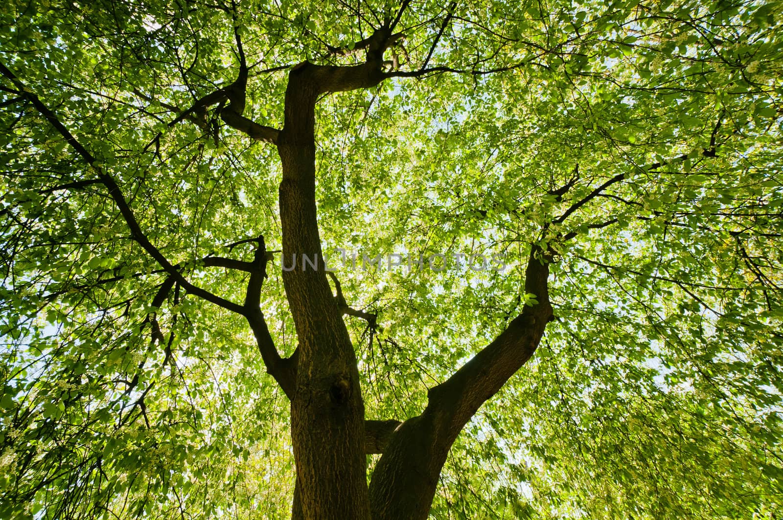 Upper branches of a tree green pattern by dmitryelagin