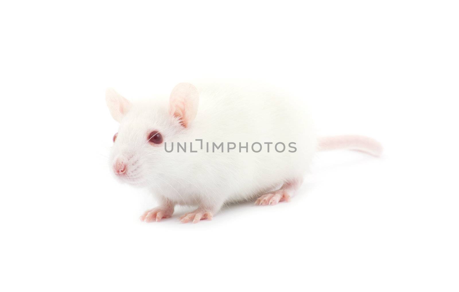 rat isolated on white background