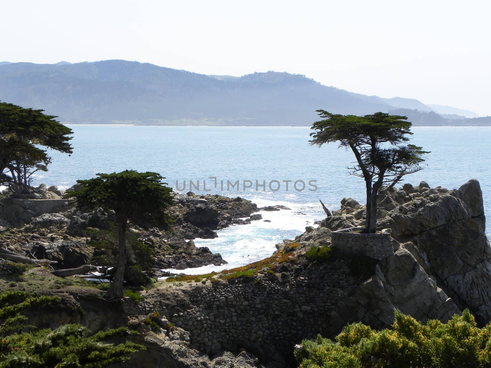 Cyprus tree on rock along coastline.