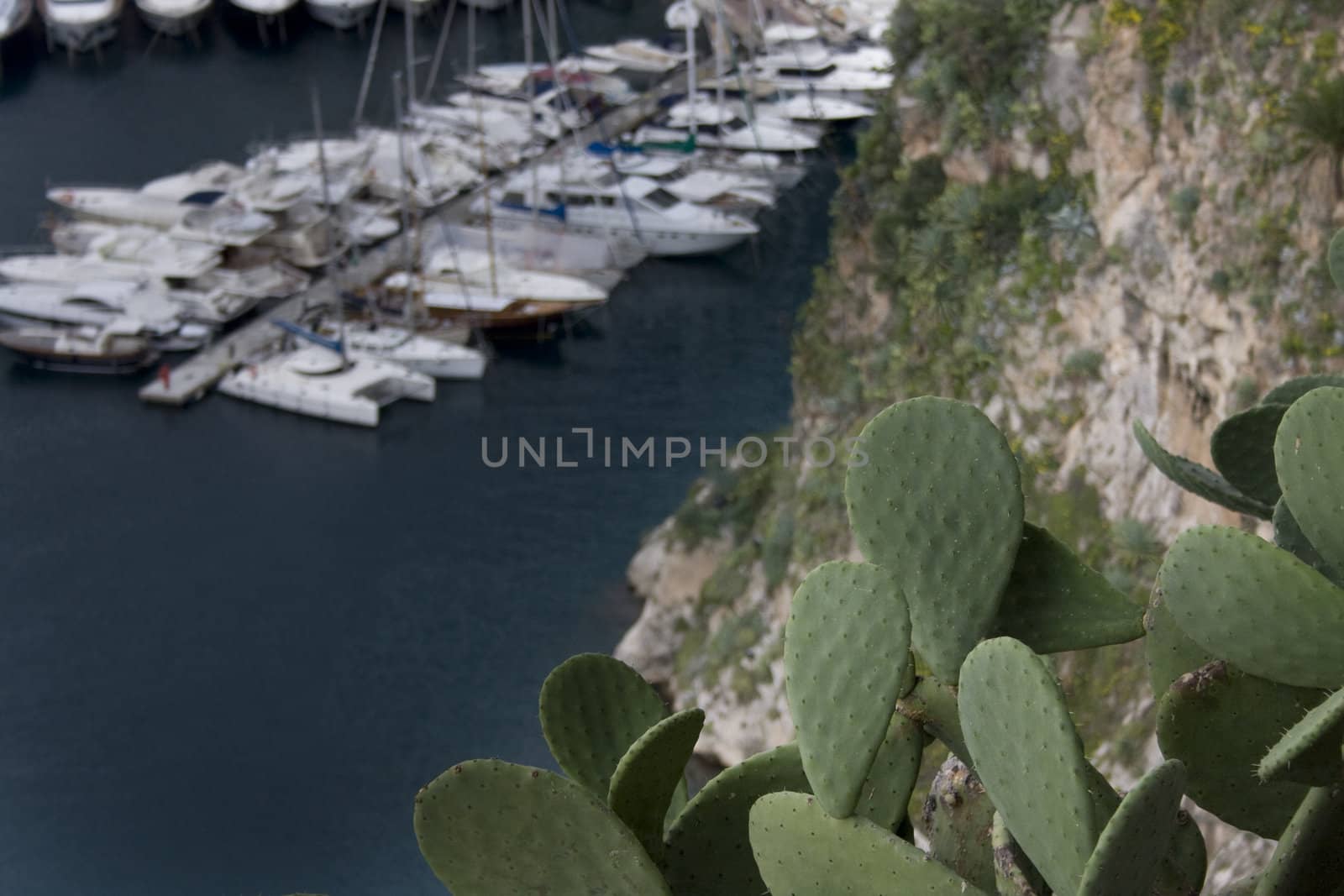 Cactus growing on the side of a cliff near a harbor