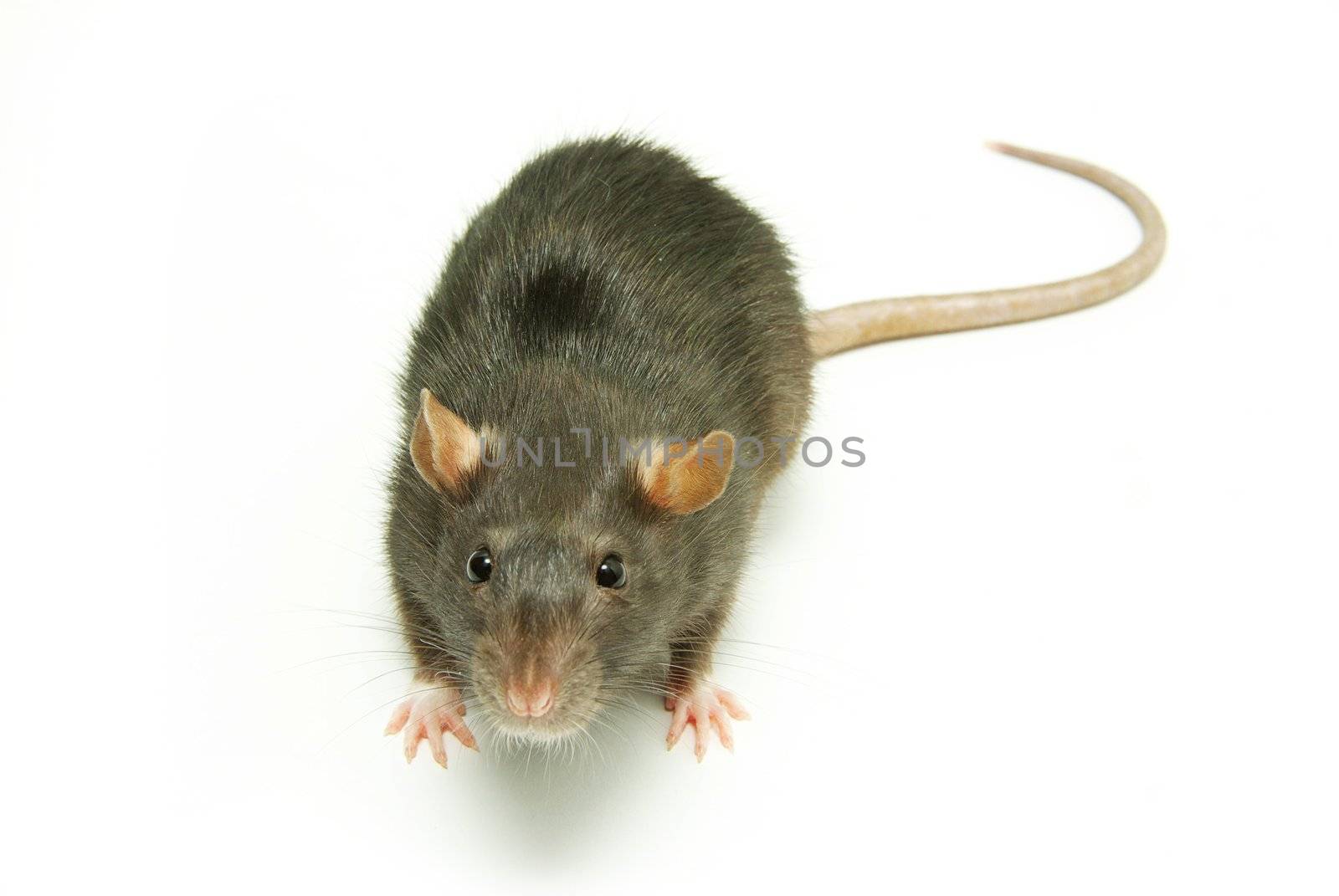 funny rat  isolated on white background