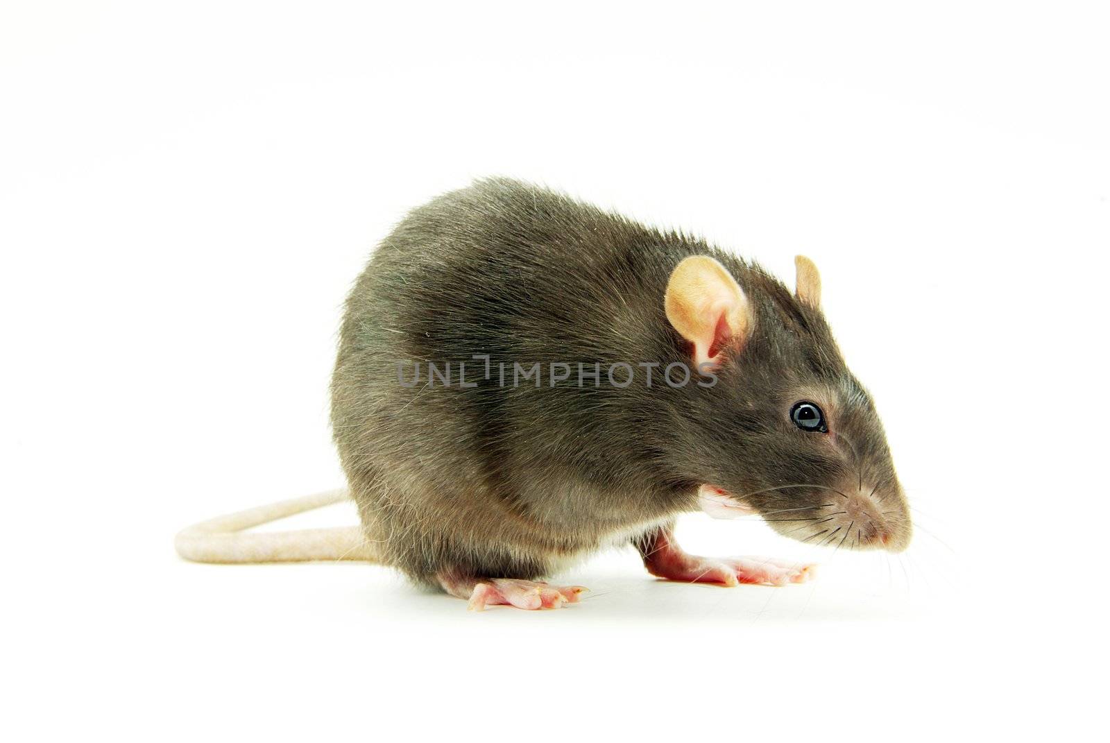 funny rat  isolated on white background