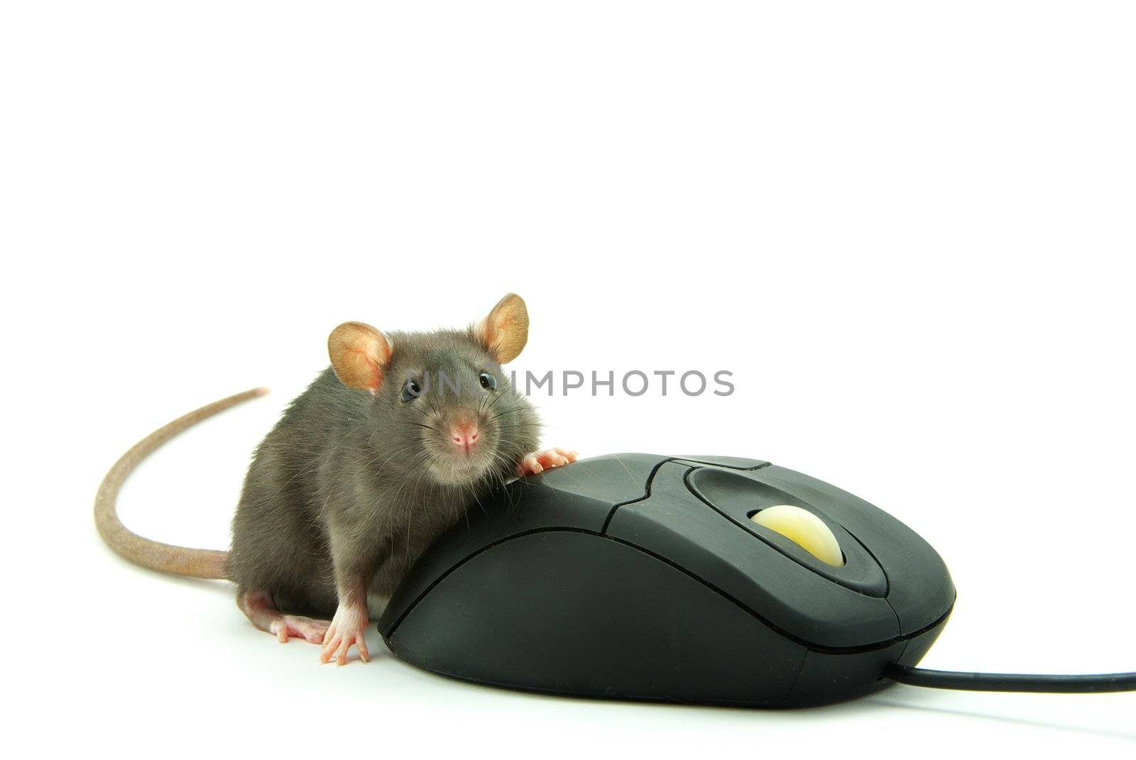rat and  computer mouse  by Pakhnyushchyy