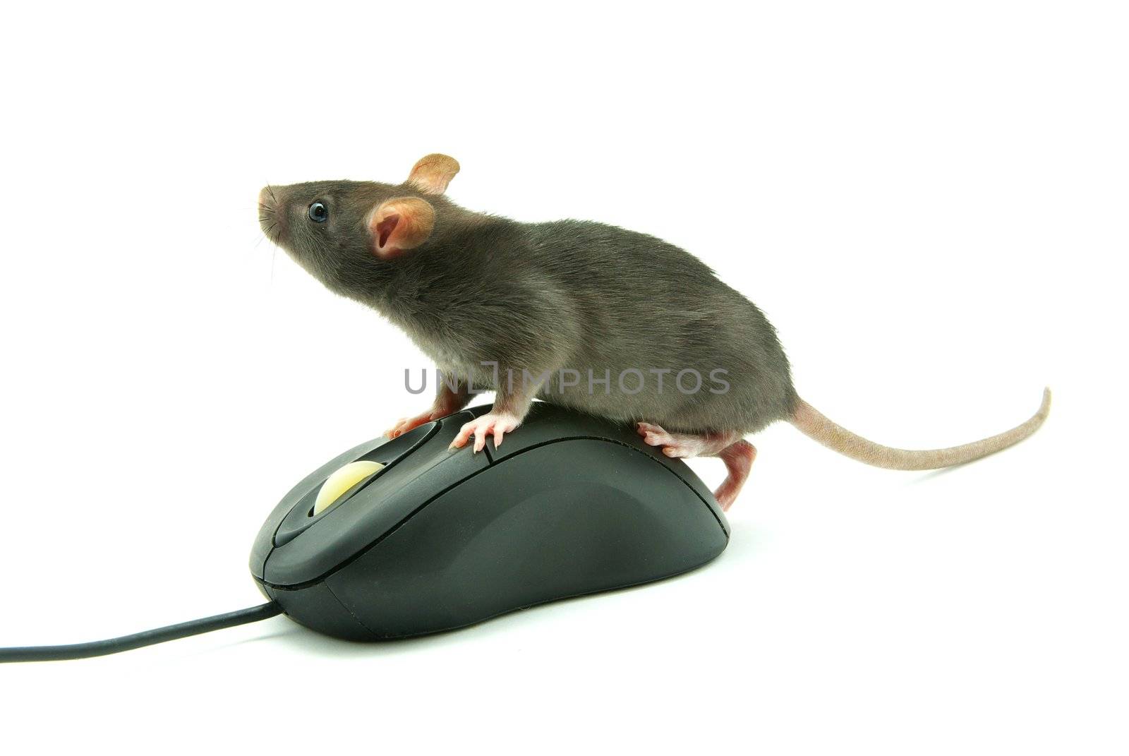 rat on computer mouse  by Pakhnyushchyy