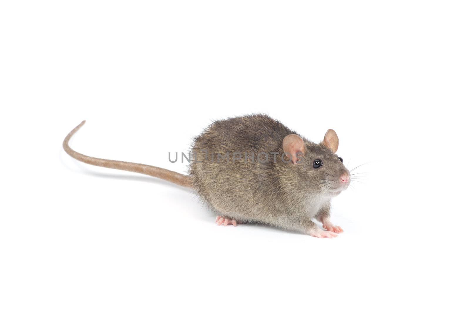 rat isolated on white background