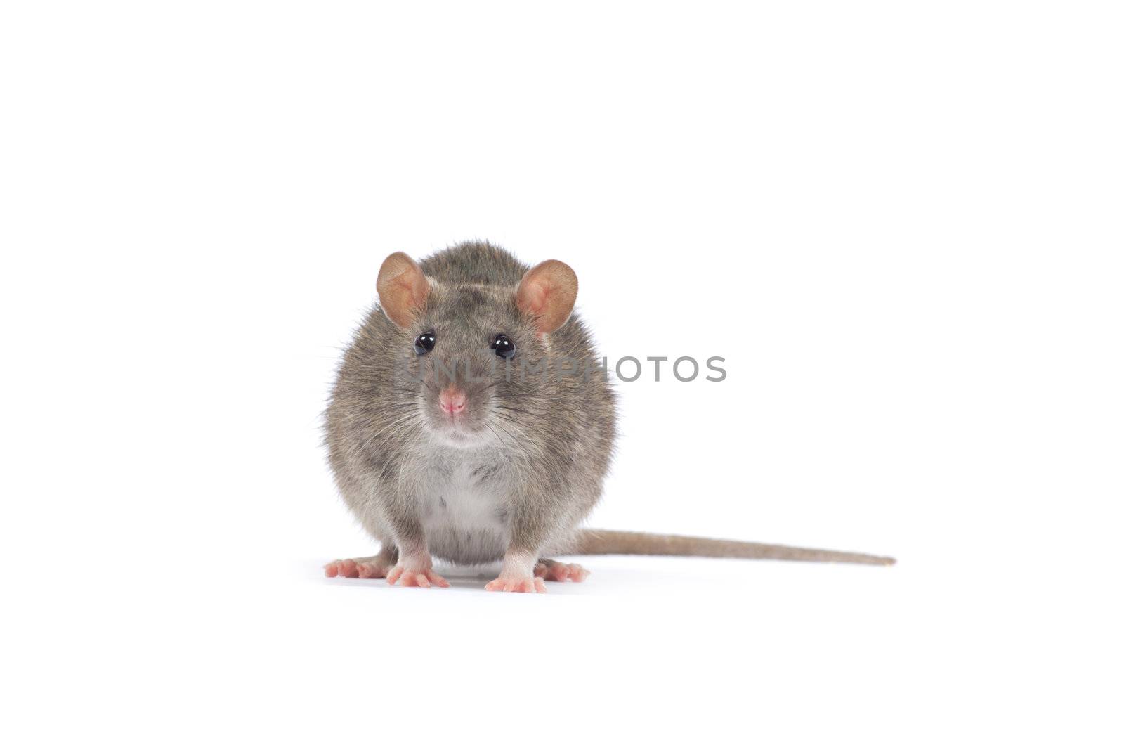 rat  isolated on white background