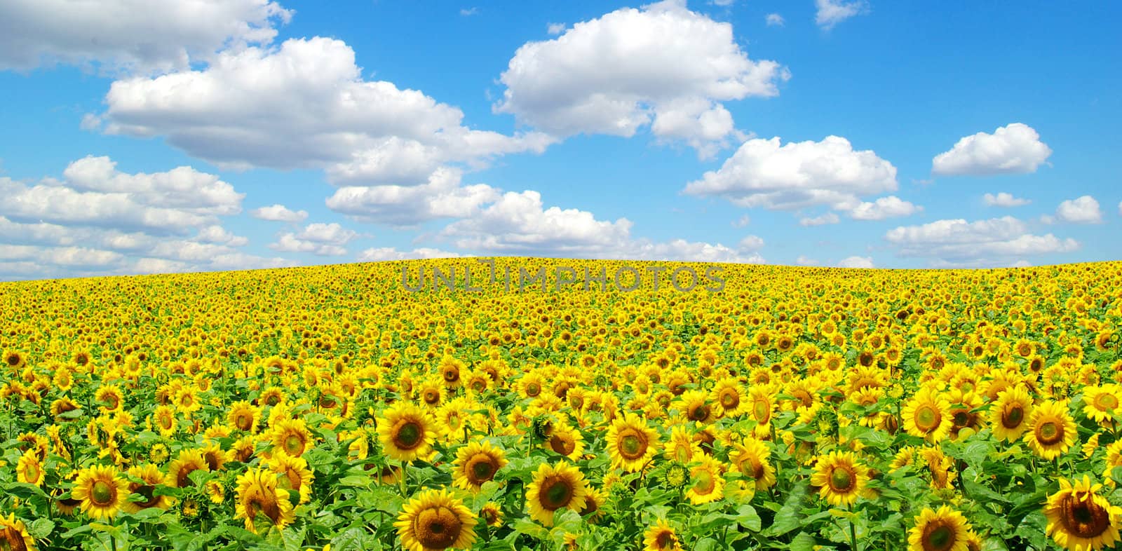 sunflower field by Pakhnyushchyy