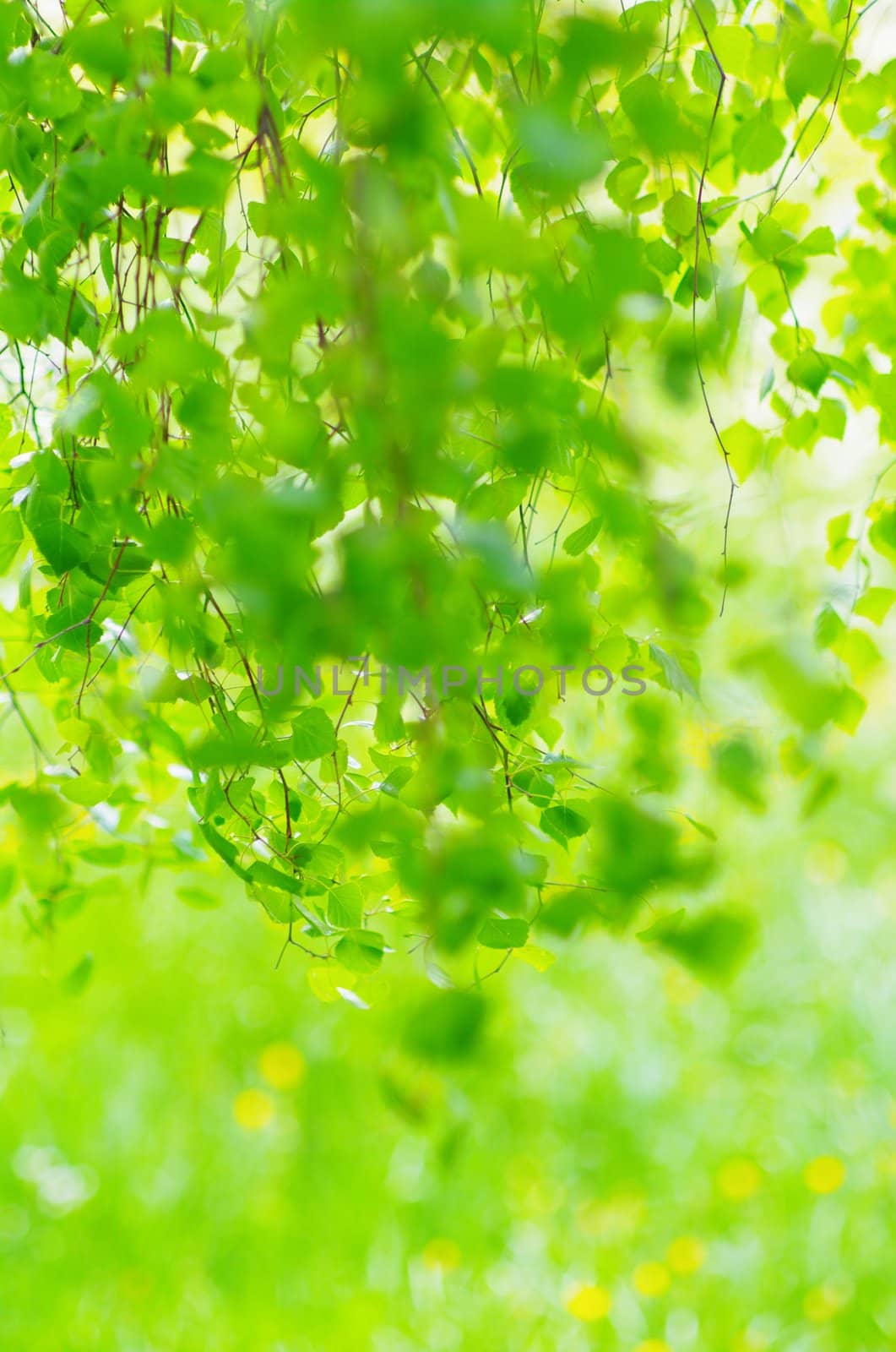 green leaves foliage at springtime outside in the nature