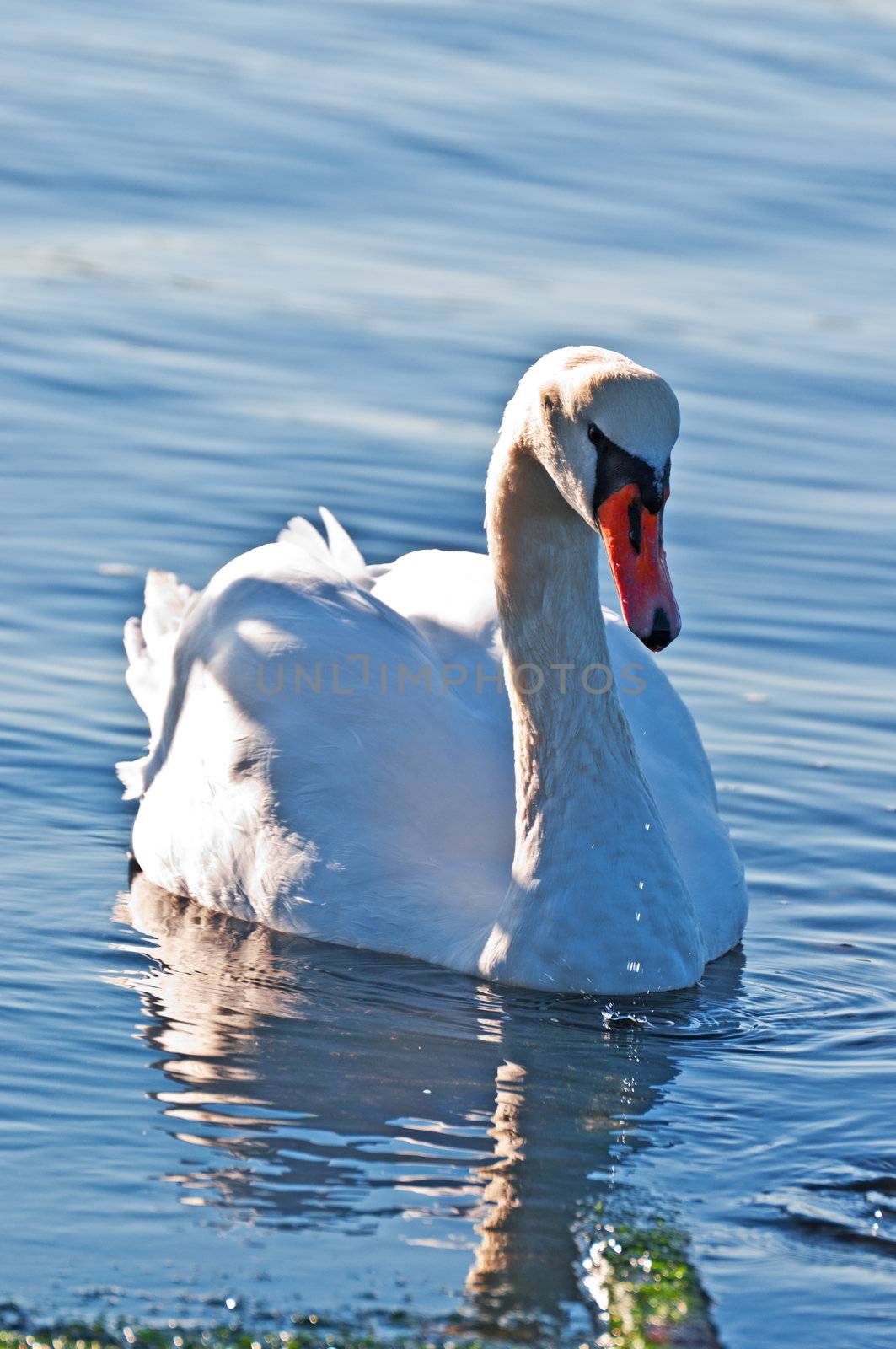 White swan on pond at  sunrise by Nanisimova
