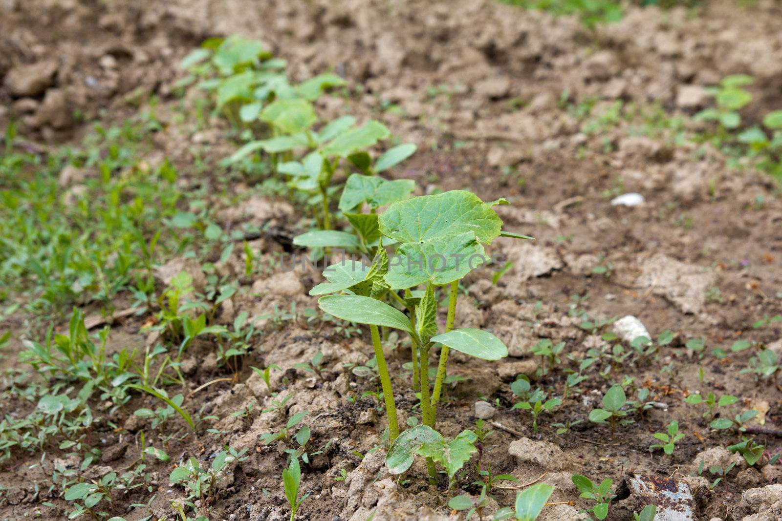 young shoots of cucumber on a bed in the garden